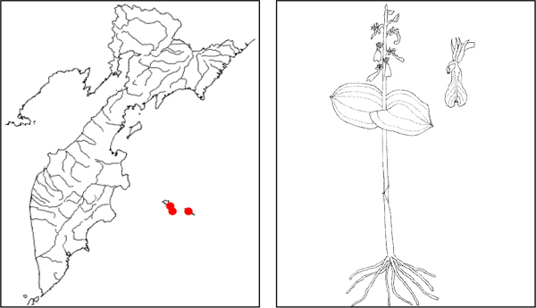 Тайник ландышевидный Listera convallarioides