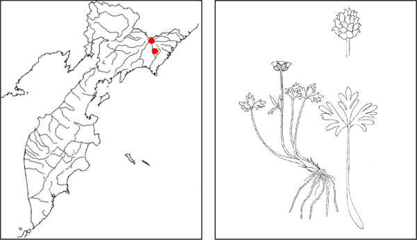 Лютик Грея Ranunculus grayi Britt.