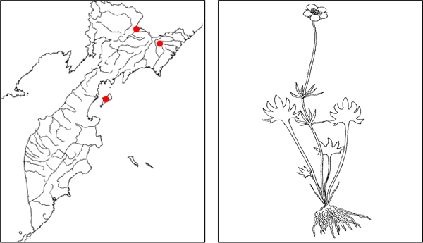 Лютик лапчатораздельный Ranunculus pedatifidus Smith