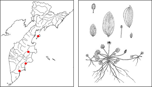 Лютик отпрысковый Ranunculus sarmentosus Adams