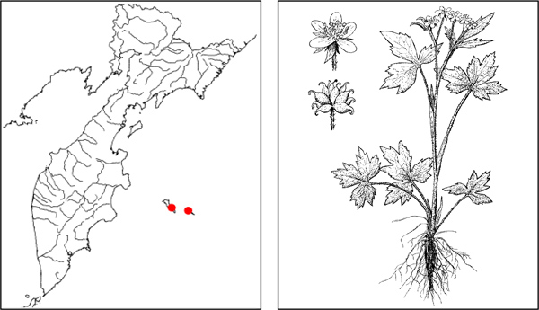 Лютик крючковатый Ranunculus uncinatus D. Don ex G. Don