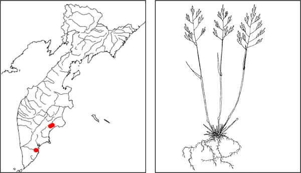 Растения Камчатки: Полевица парная Agrostis geminata