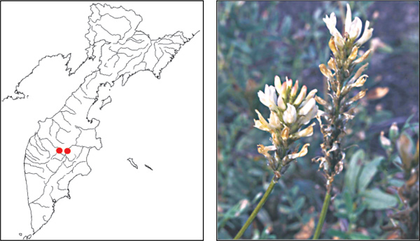 Астрагал неожиданный Astragalus inopinatus Boriss.
