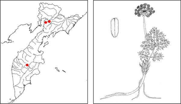 Вздутоплодник волосистый Phlojodicarpus villosus (Turcz. ex Fisch. et C. A. Mey.) Ledeb.