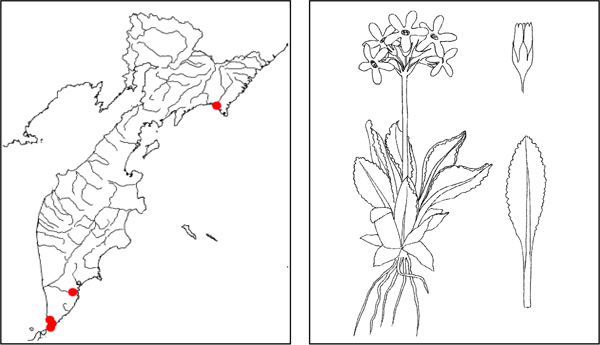 Первоцвет чукотский Primula tschuktschorum Kjellm.