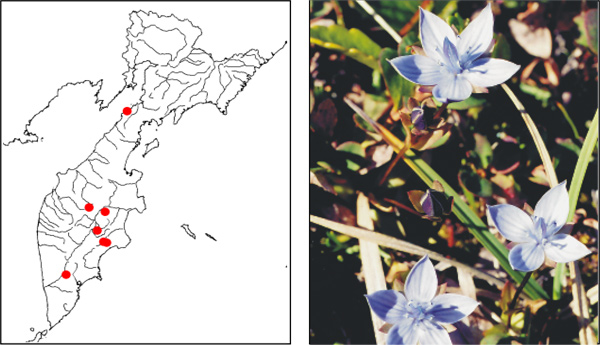 Ломатогониум каринтийский Lomatogonium carinthiacum (Wulf) Reichenb.