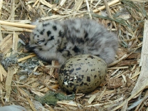 Гнездо тихоокеанской чайки Larus schistisagus Stejheger с птенцом и яйцом