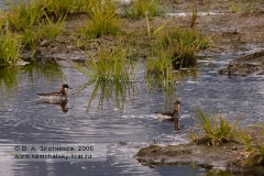 Фотографии: птицы Камчатки