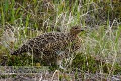 Фотографии: птицы Камчатки