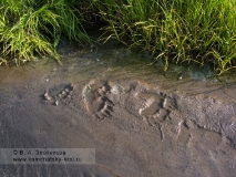 Следы камчатского бурого медведя на мокром песке