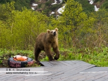 Камчатский бурый медведь. Хозяин в гостях (Долина гейзеров)