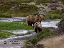 Медведица с медвежонком в кальдере вулкана Узон
