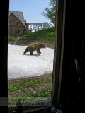 Фотографии: камчатский бурый медведь