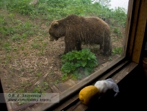 Камчатский бурый медведь у кордона Кроноцкого природного биосферного заповедника