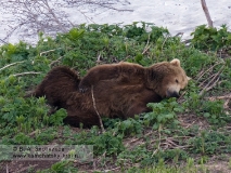 Камчатский бурый медведь. Отдых у визит-центра в Долине гейзеров