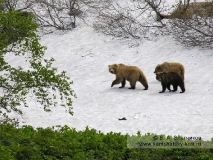 Семья камчатских бурых медведей в Долине гейзеров