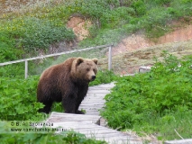 Камчатский бурый медведь на туристической тропе в Долине гейзеров