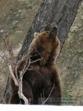 Камчатский бурый медведь. Маркировочное поведение: мечение березы
