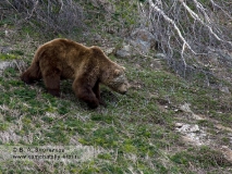 Камчатский бурый медведь. Самец в период гона. Маркировка белой глиной