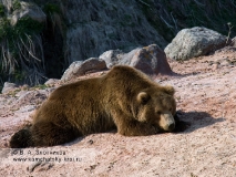 Камчатский бурый медведь. Отдых