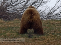 Камчатский бурый медведь. 