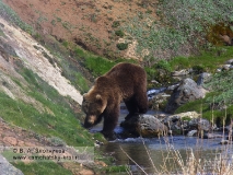 Камчатский бурый медведь. Из серии Переправа через ручей Водопадный