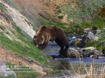 Камчатский медведь. Из серии Переправа через ручей Водопадный
