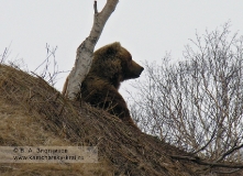 Камчатский бурый медведь. Маркировка участка (территории)