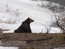 Камчатский бурый медведь в весеннем лесу