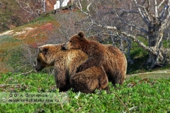Камчатские бурые медведи (гонная пара)