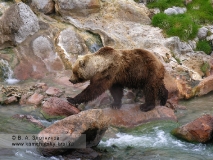 Бурый медведь Камчатки. У Витража, берег реки Гейзерной, Долина гейзеров
