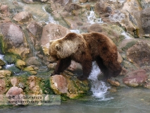 Камчатский бурый медведь у Витража. Долина гейзеров, берег реки Гейзерной