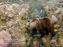 Камчатский бурый медведь у Витража на берегу реки Гейзерной в Долине гейзеров