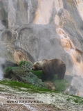 Бурый медведь Камчатки у Витража на берегу реки Гейзерной в Долине гейзеров