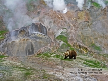 Камчатский бурый медведь у гейзера Двойного в Долине гейзеров на Камчатке