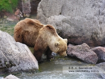 Камчатский бурый медведь. Водопой на реке Гейзерной в Долине гейзеров на Камчатке