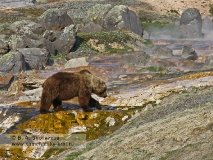 Бурый медведь Камчатки на сливе с гейзера Великан в Долине гейзеров