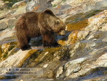Камчатский бурый медведь на сливе с гейзера Великан в Долине гейзеров
