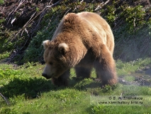 Крупный бурый медведь Камчатки