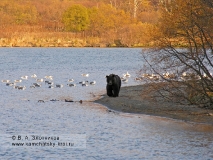 Камчатский бурый медведь у реки Озерной в Кроноцком заповеднике