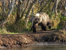 Камчатский бурый медведь идет по берегу реки Озерной в Кроноцком заповеднике