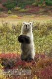 Камчатский бурый медведь. Молодая самка в Кроноцком заповеднике
