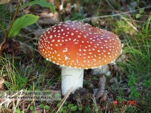 Фотографии: грибы Камчатки