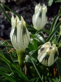 Горечавка холодная — Gentiana algida Pall. (семейство Горечавковые — Gentianaceae)