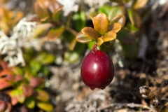 Брусника обыкновенная — Vaccinium viti-idaea L. s. l. (семейство Вересковые — Ericaceae)