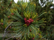 Кедровый стланик — Pinus pumila (Pall.) Regel (семейство Сосновые — Pinaceae)