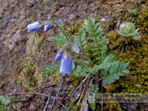 Синюха колокольчиковая — Polemonium campanulatum (Th. Fries.) Lindb. fil. (семейство Синюховые — Polemoniceae)