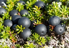 Шикша, или водяника черная, — Empetrum nigrum L. s. l. (семейство Шикшевые — Empetraceae)