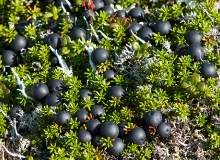 Водяника черная, или шикша, — Empetrum nigrum L. s. l. (семейство Шикшевые — Empetraceae)