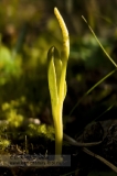 Ужовник тепловодный — Ophioglossum thermale Kom. (семейство Ужовниковые — Ophioglossaceae)